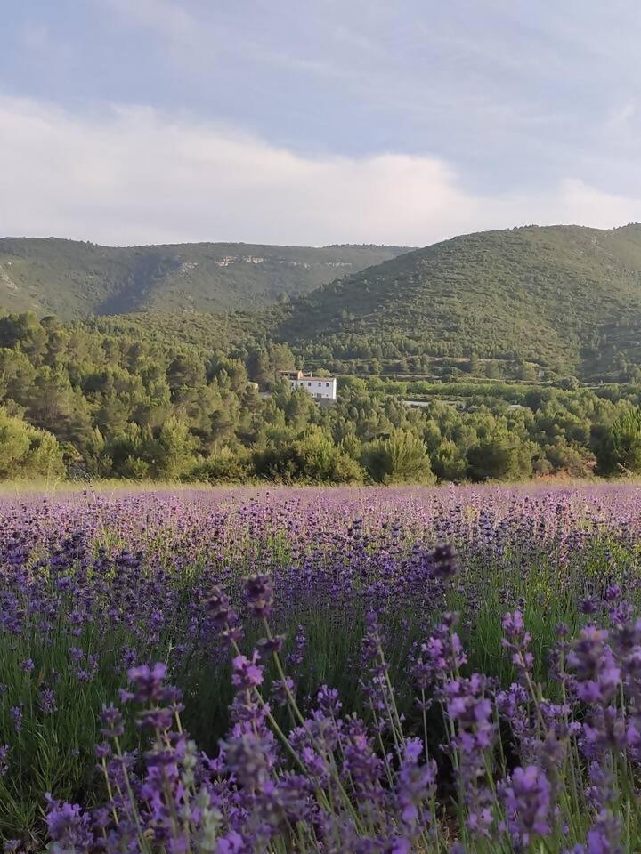 Eco Maset Alojamiento Rural Rodeado De Naturaleza Ayelo de Malferit Екстер'єр фото